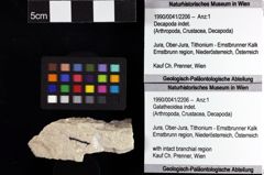 Foto (Objket + Etiketten) von Galatheoidea indet. 